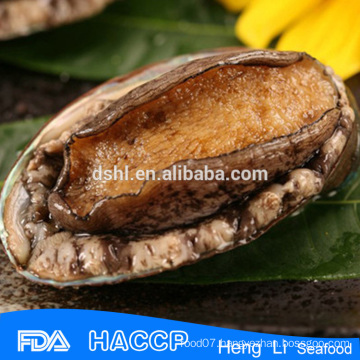 Fresh live frozen abalone